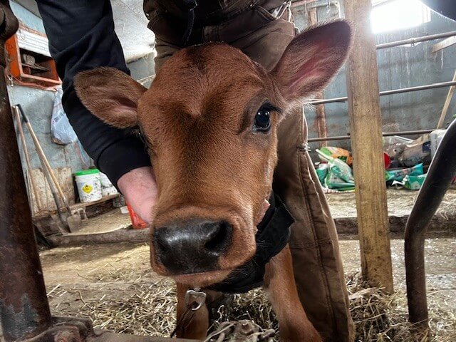 Close up of calf head