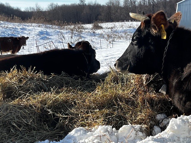 Two black cows laying down in a field with hay and snow