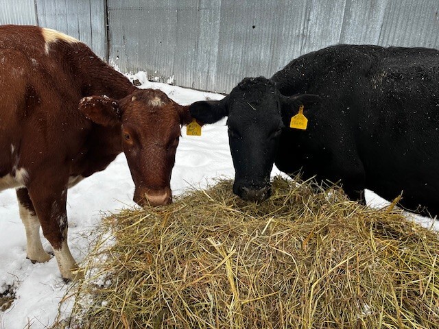 Two cows eating on bale of hay