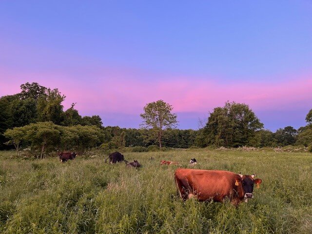 Cows in field