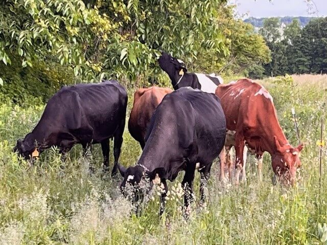 Close up of cows in field