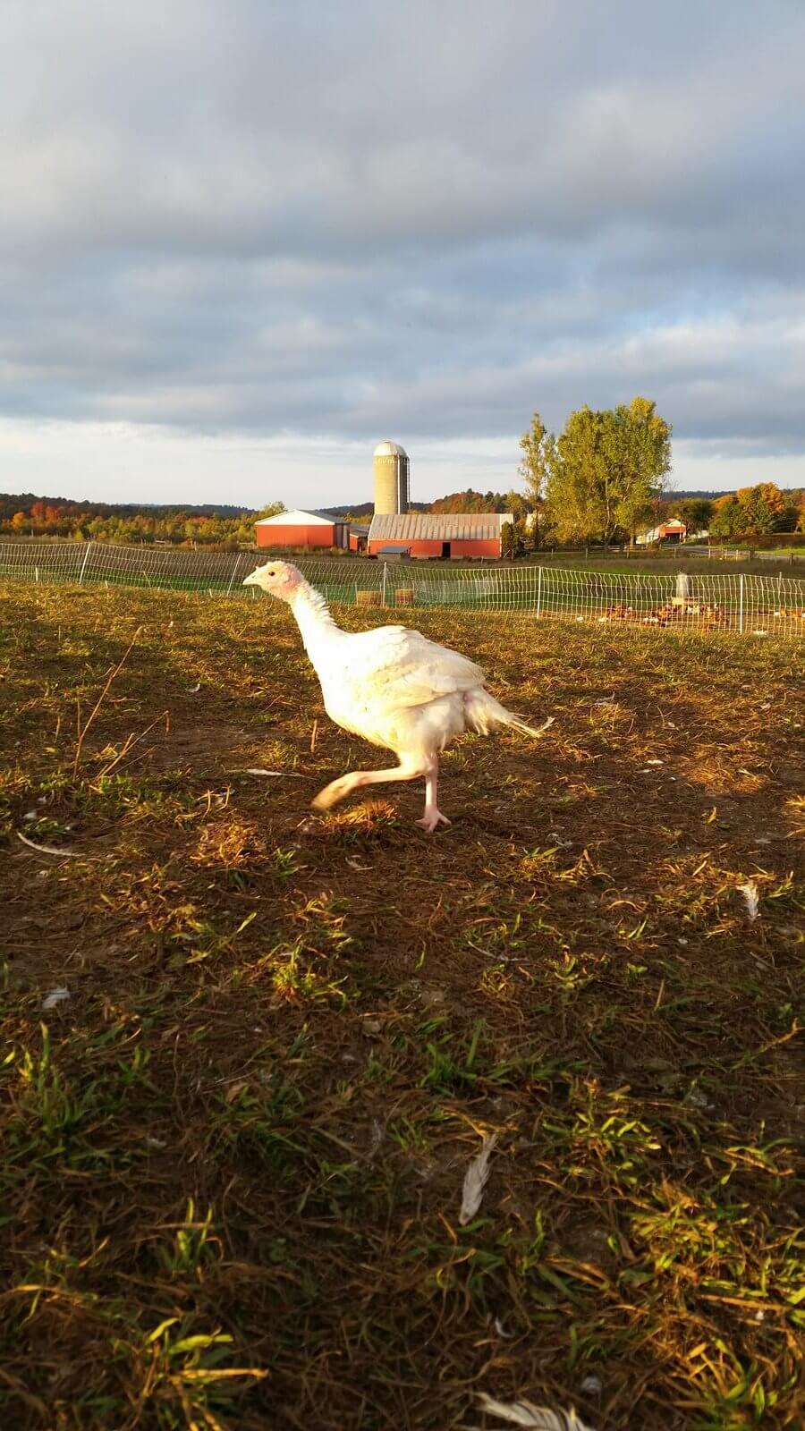 Turkey in field with barn in background