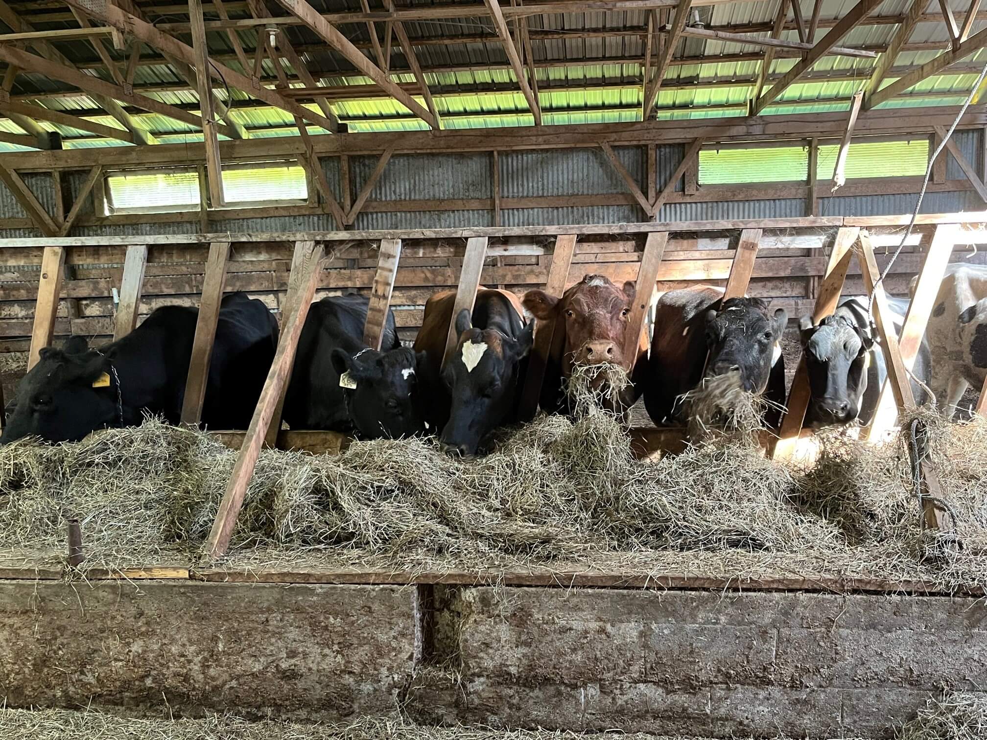 dairy cows eating in stalls
