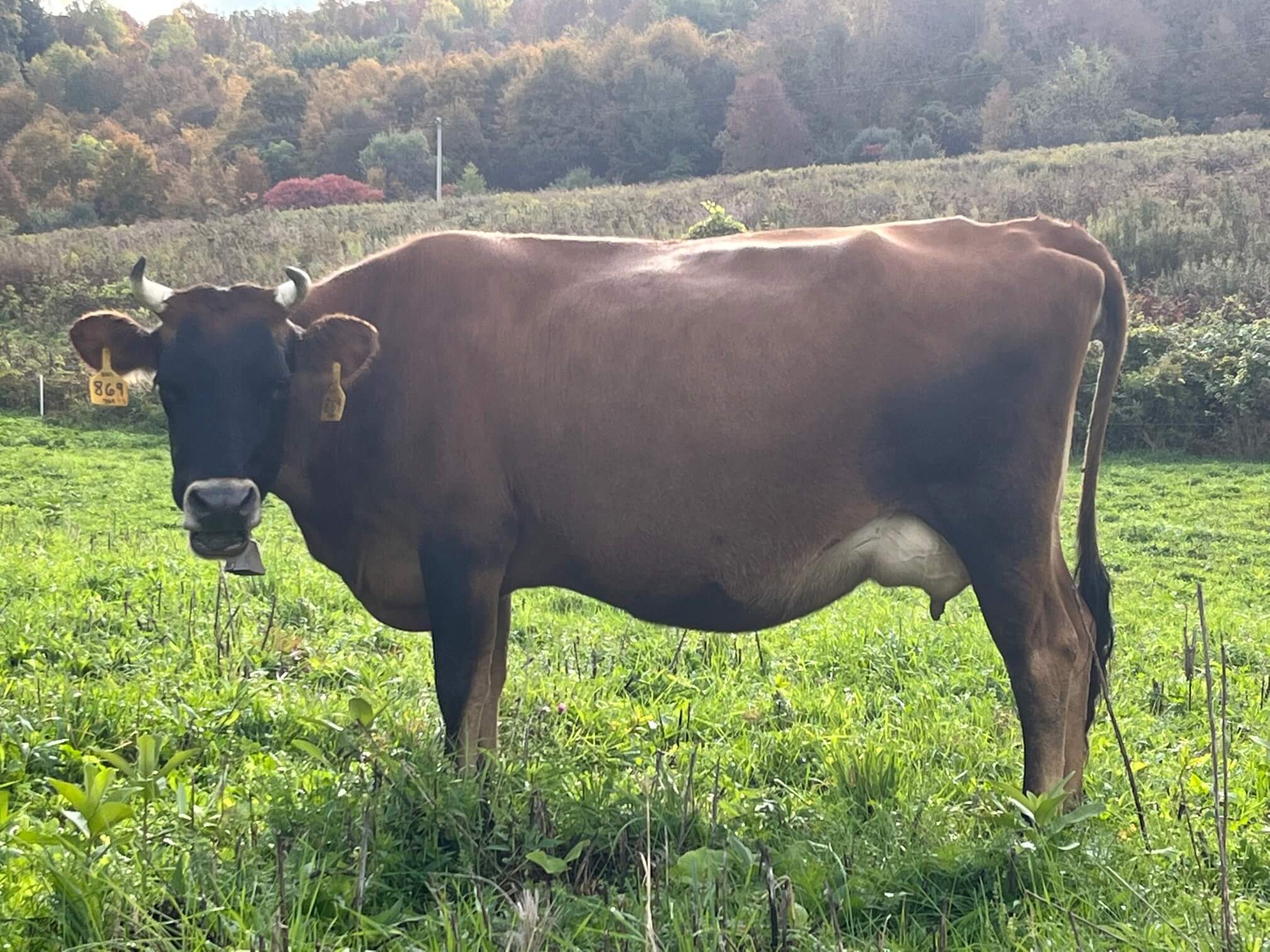 Dairy Cow side view