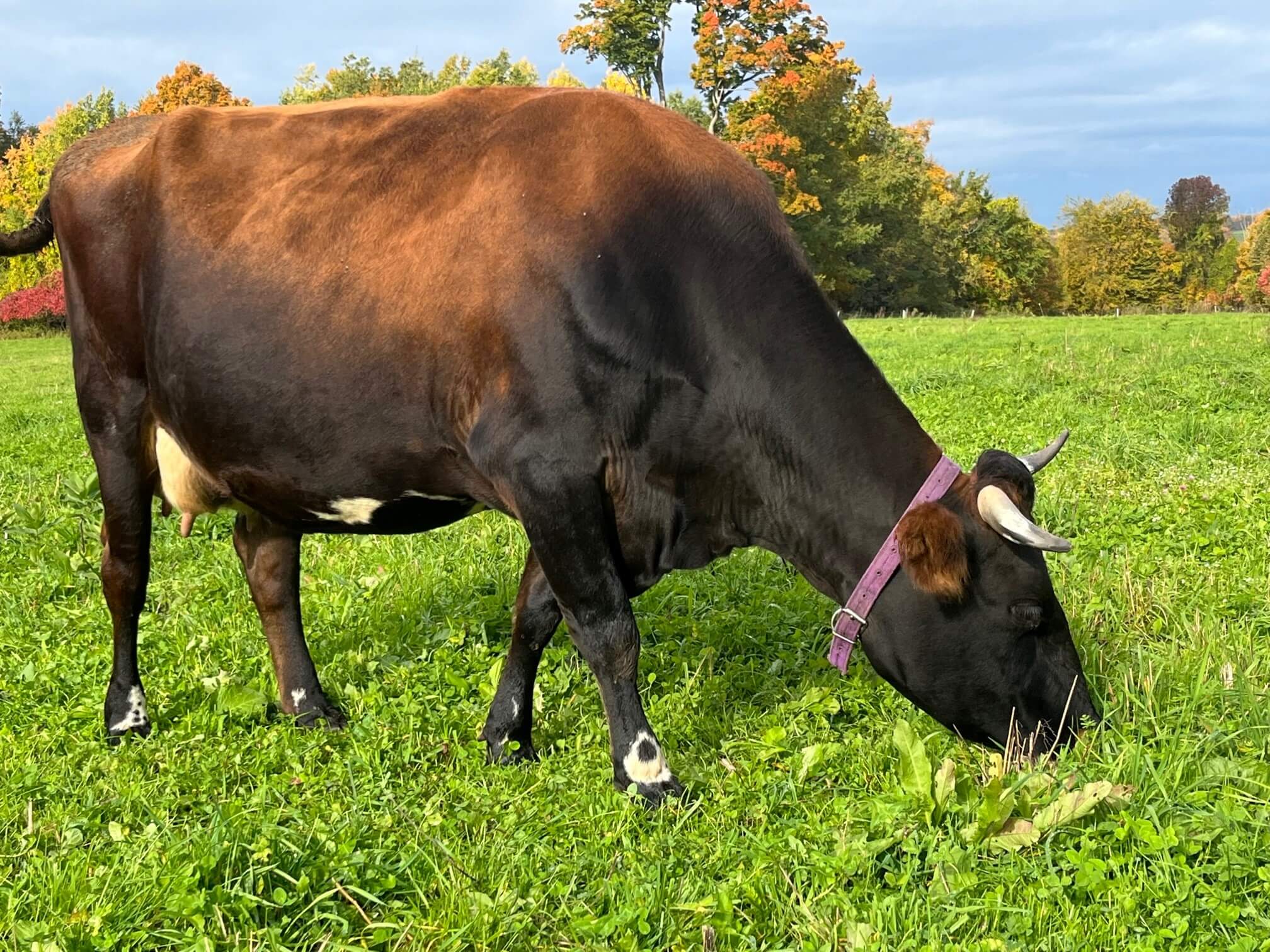 Dairy Cow grazing