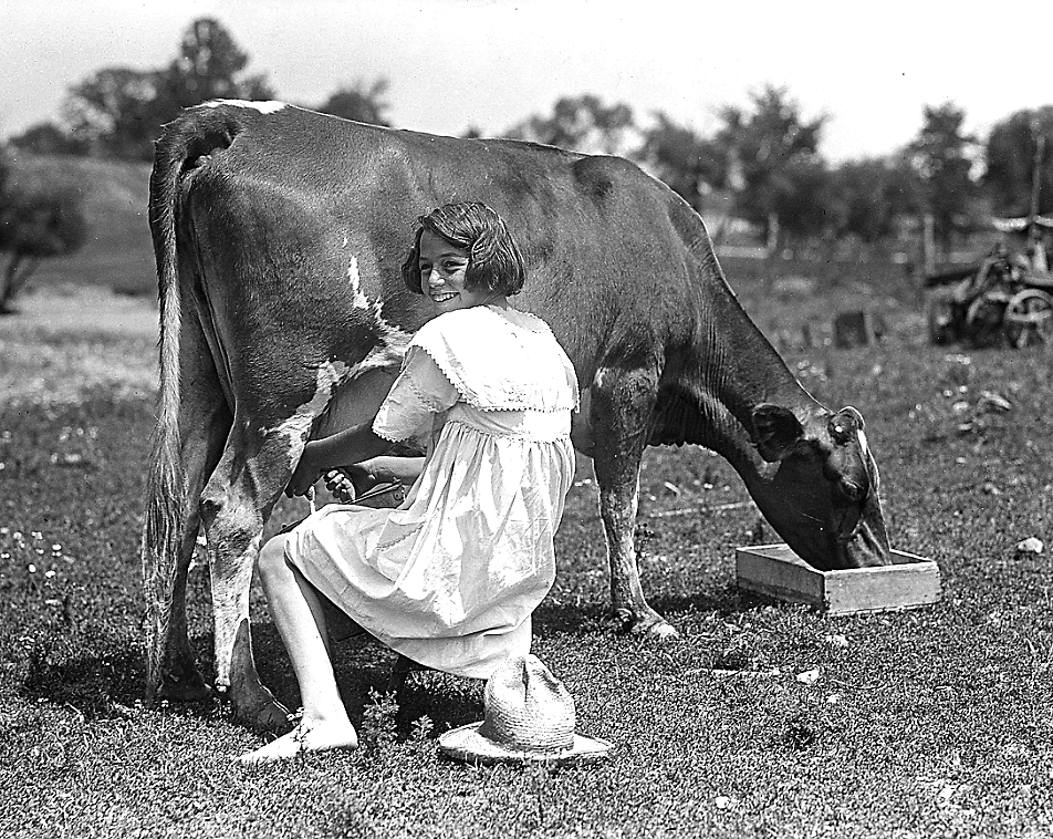 girl milking cow