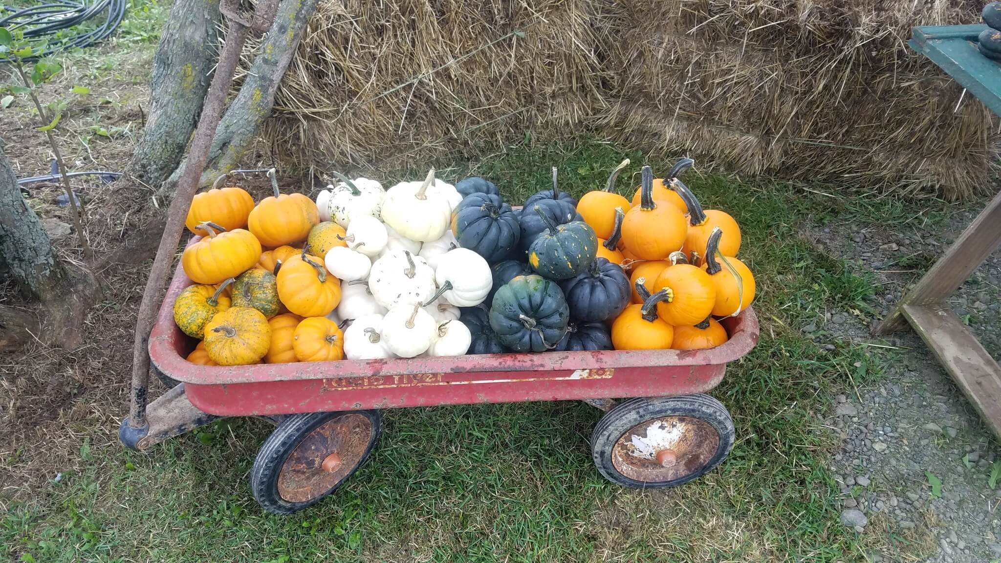 Red wagon full of small pumpkins