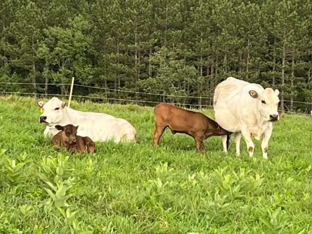 Beef cows in field