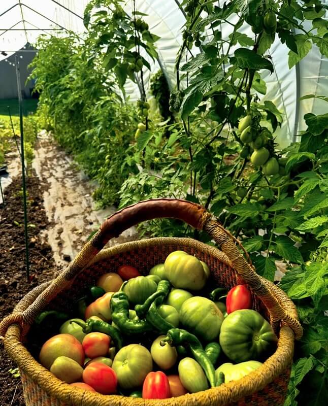 basket with tomatoes with garden in background