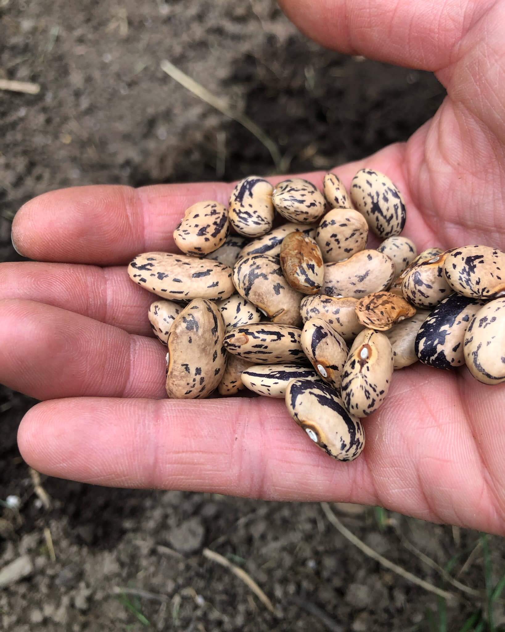 hands holding seeds