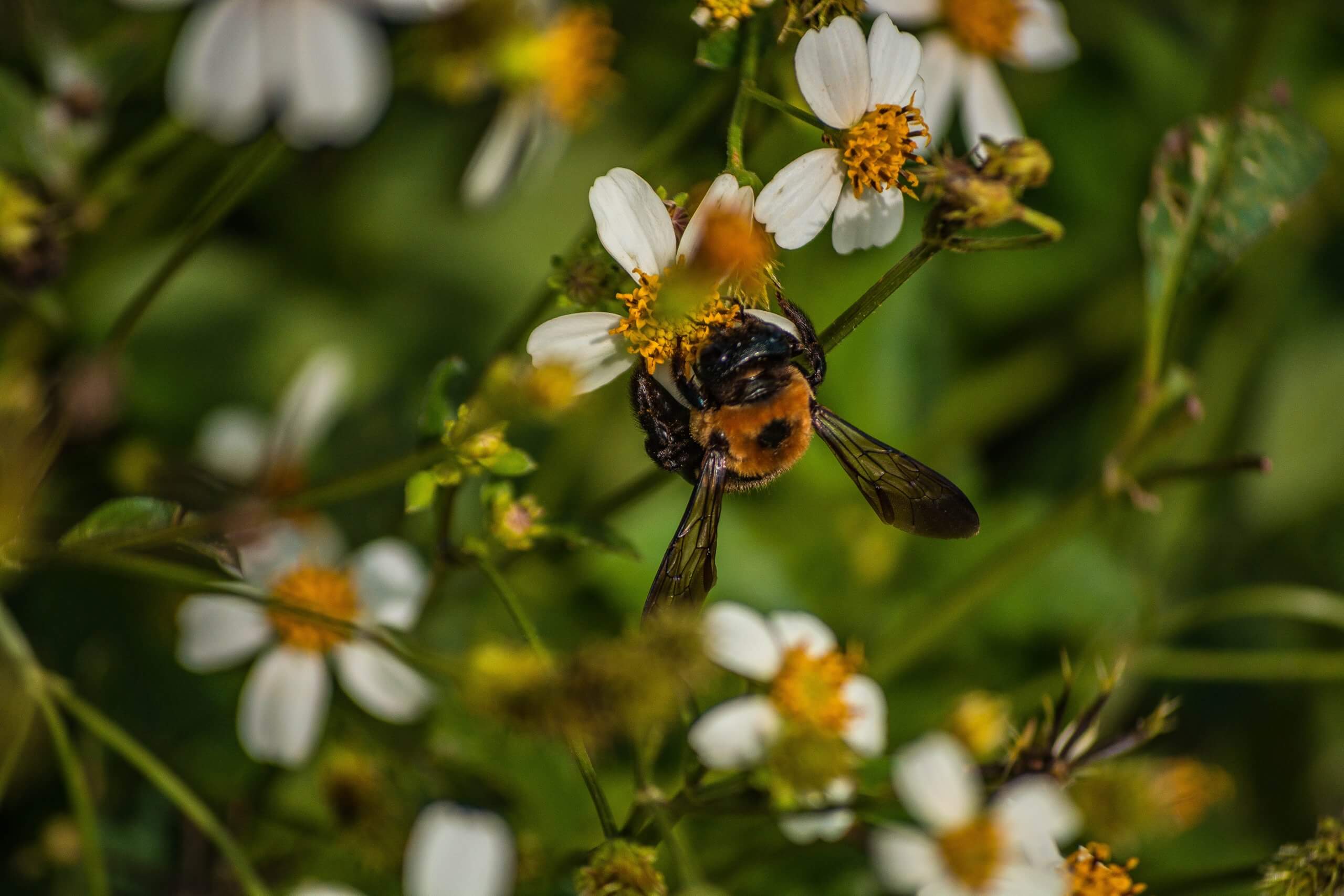 bee on flowers
