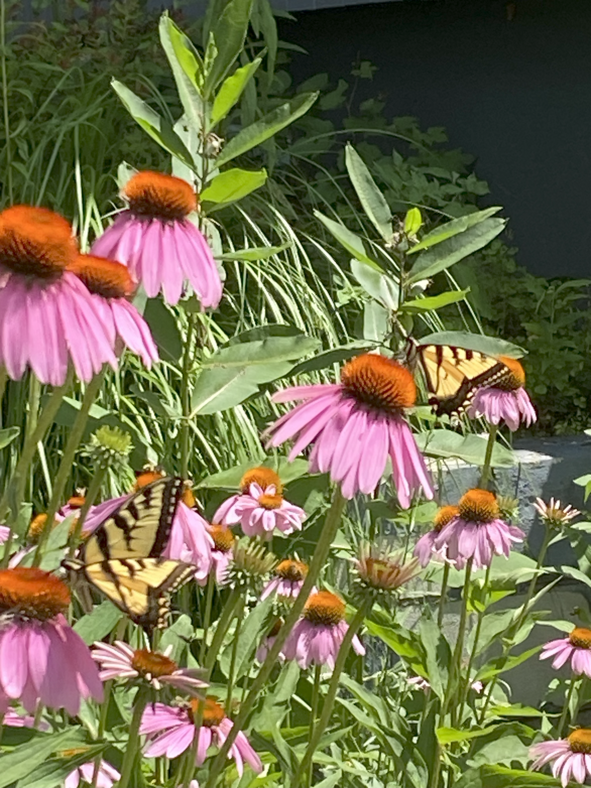 flowers with butterflies on them