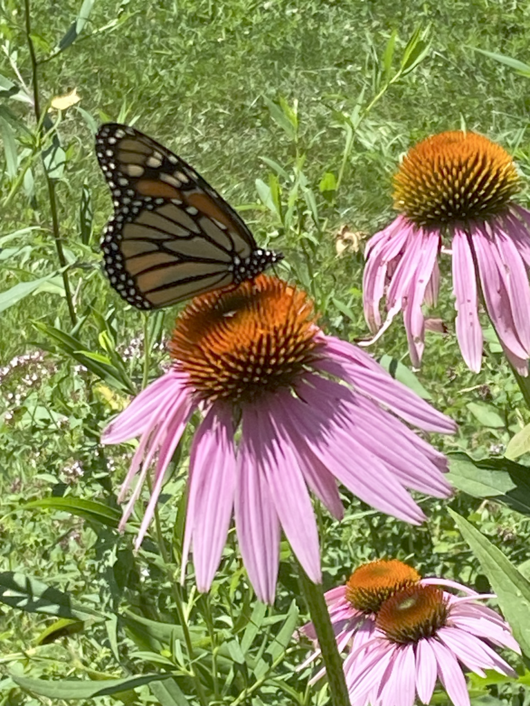 butterfly on flower