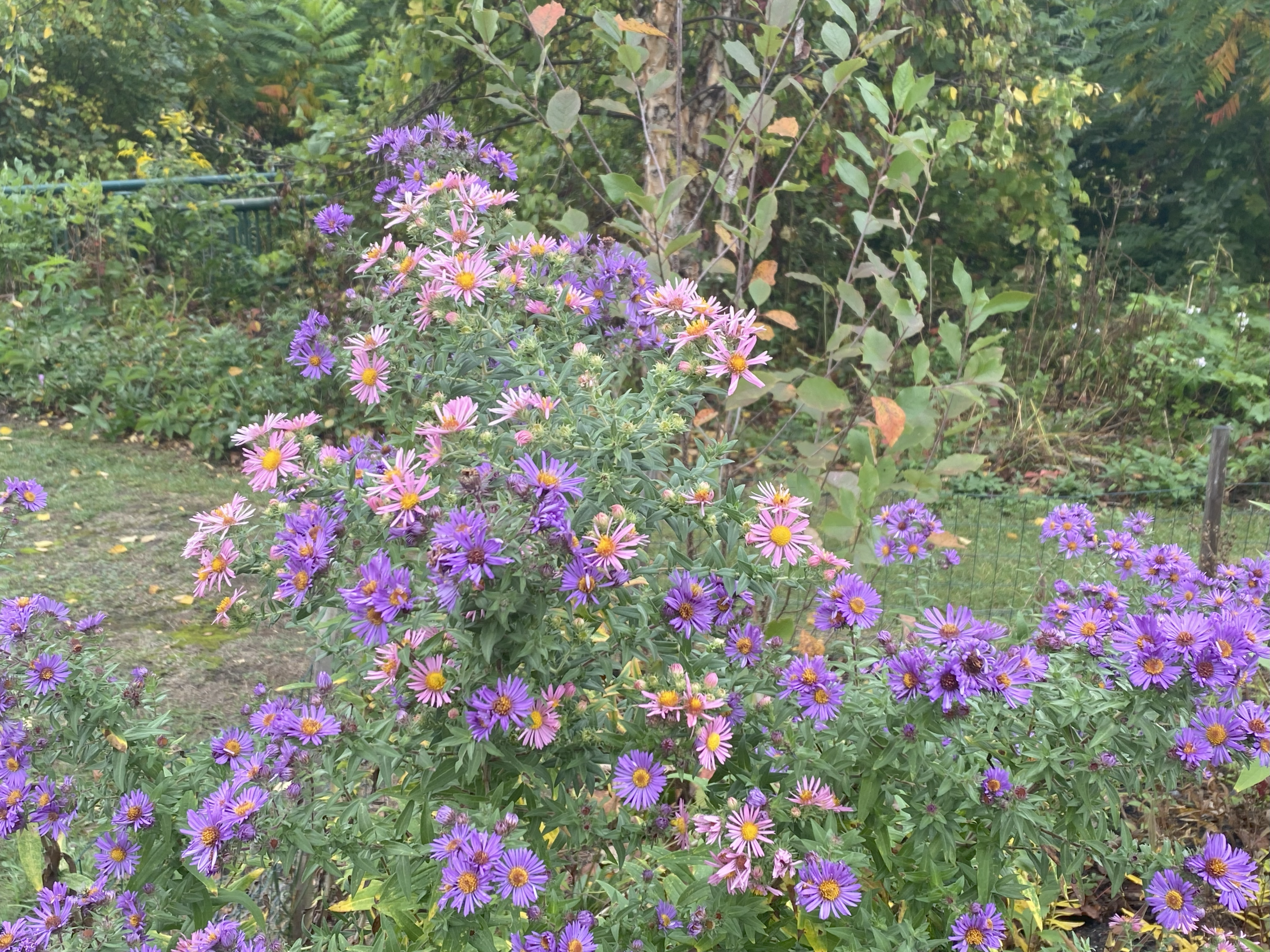 pink and purple flowers