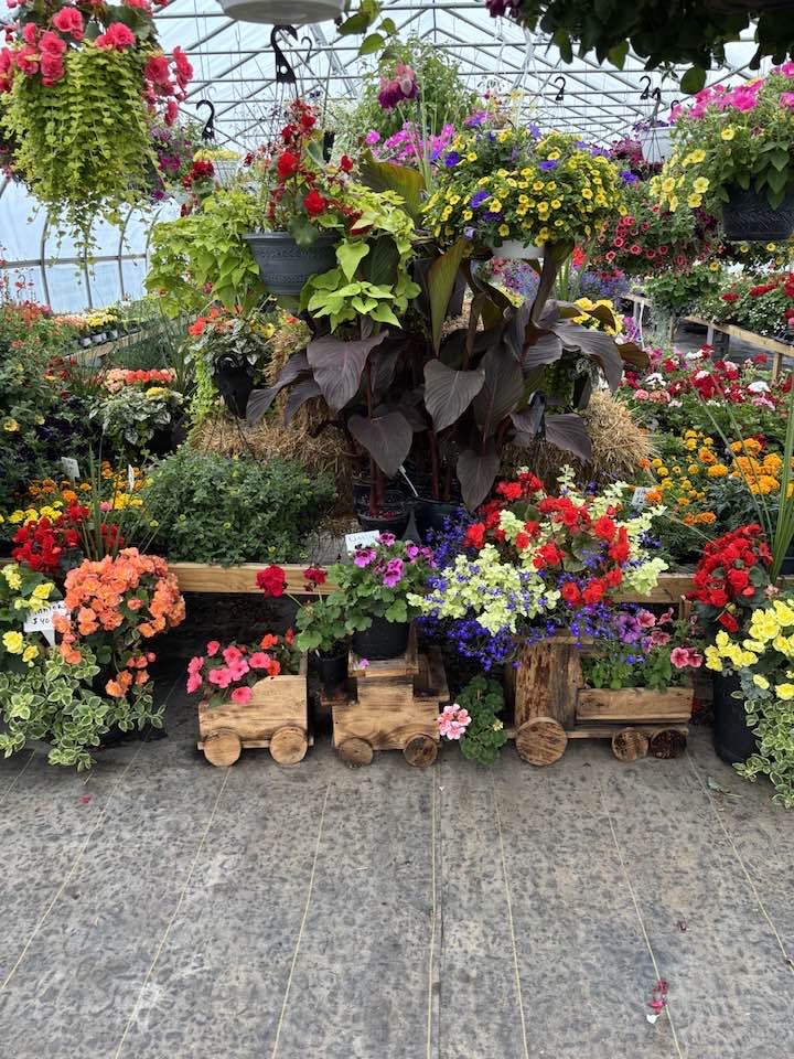 Flowers and plants in greenhouse