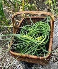 Scapes in basket.