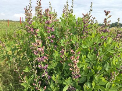 Blue false indigo