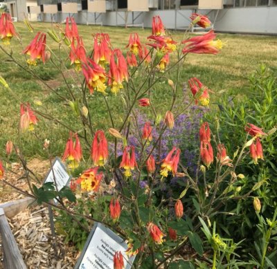 Columbine plant