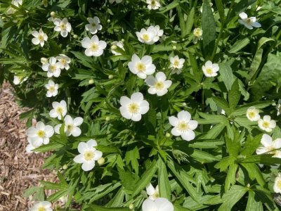Canada anemone.