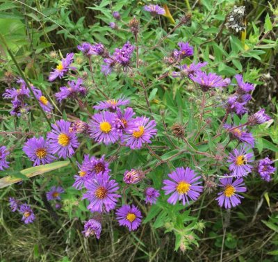 New England aster