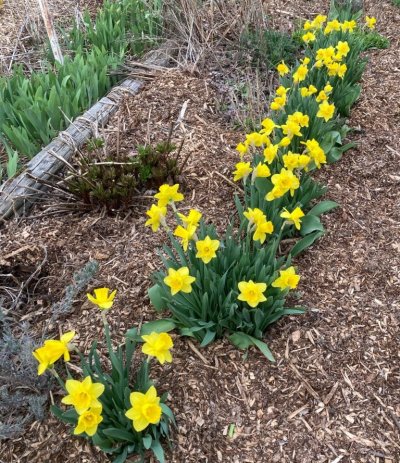 Daffodils
