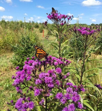 New York butterfly with butterfly on top.