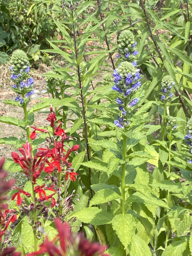 red and blue flowers