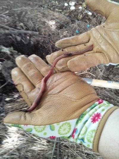 gloves hands holding worm