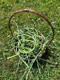 Scapes in basket on grass.