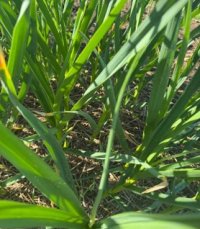 Scapes in field